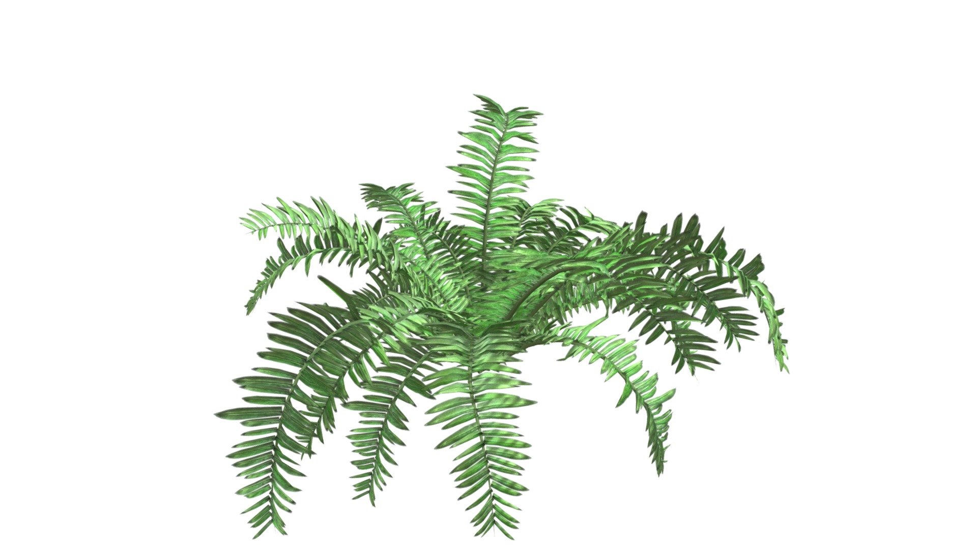 Boston Fern Plant #10 - Buy Royalty Free 3D model by meshshape [3fa2733 ...