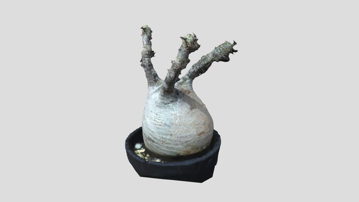 Pachypodium rosulatum var. gracilius 1/22/2021 3D Model