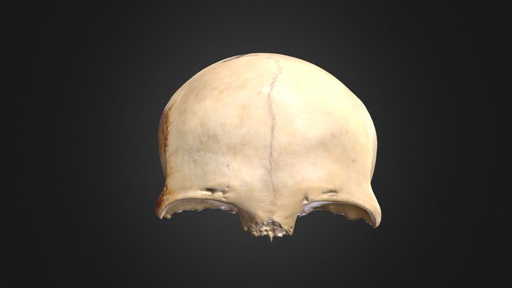 Frontal Bone / Hueso frontal 3D Model