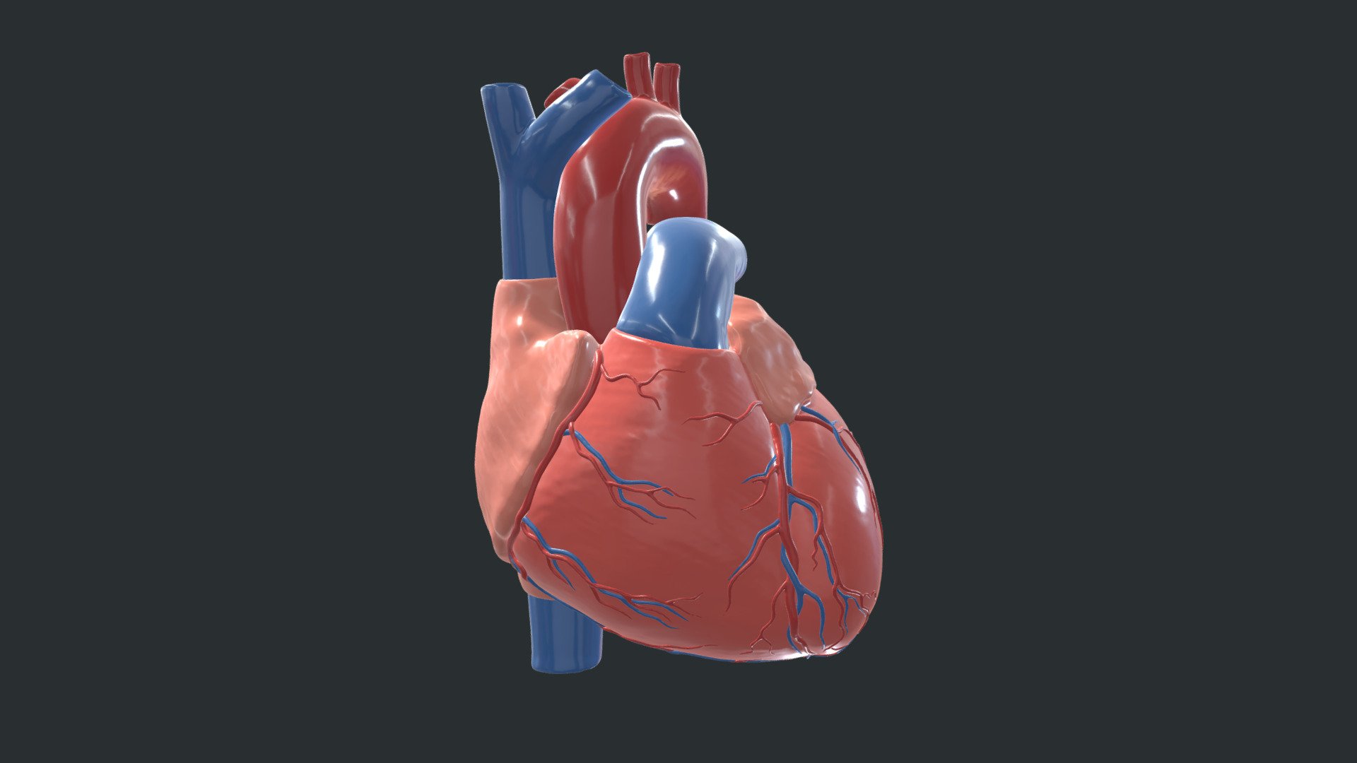 Exterior heart - low detail - 3D model by University of Dundee, CAHID ...