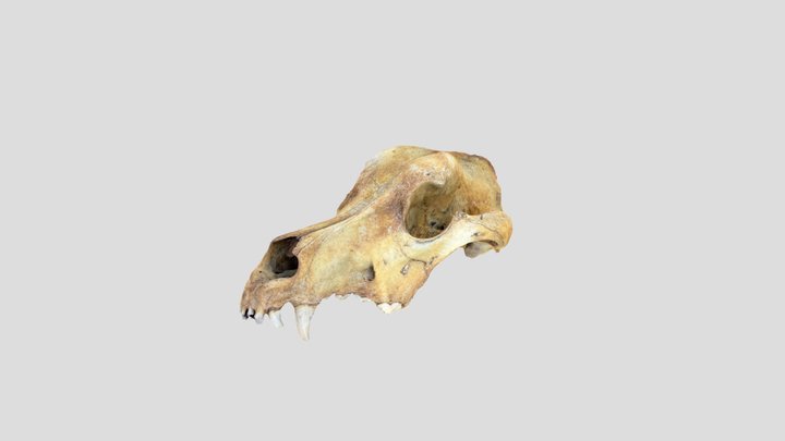 Zoolica - Great Dane Dog Skull 3D Model
