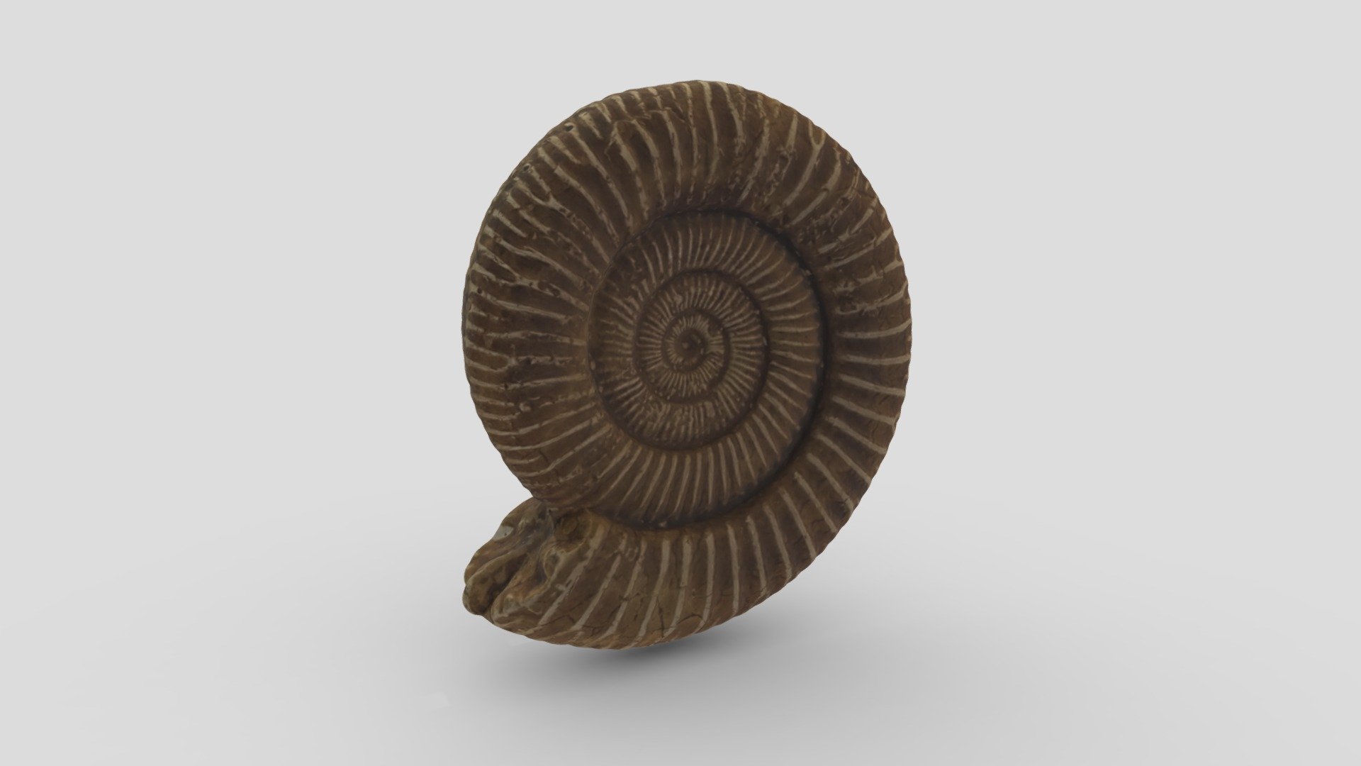 Ammonite (Dactylioceras sp.)