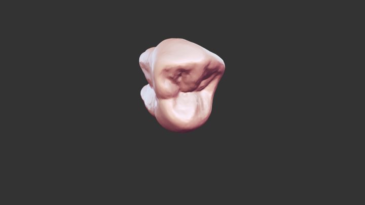 #12 Anatomy 3D Model