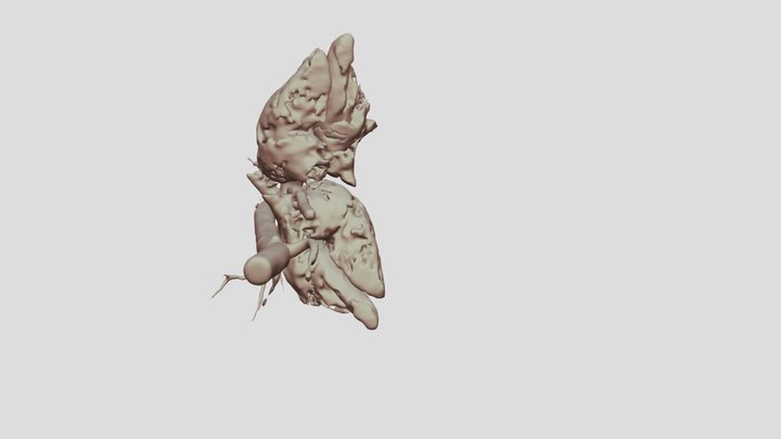 HHTDonorLV v1 3D Model