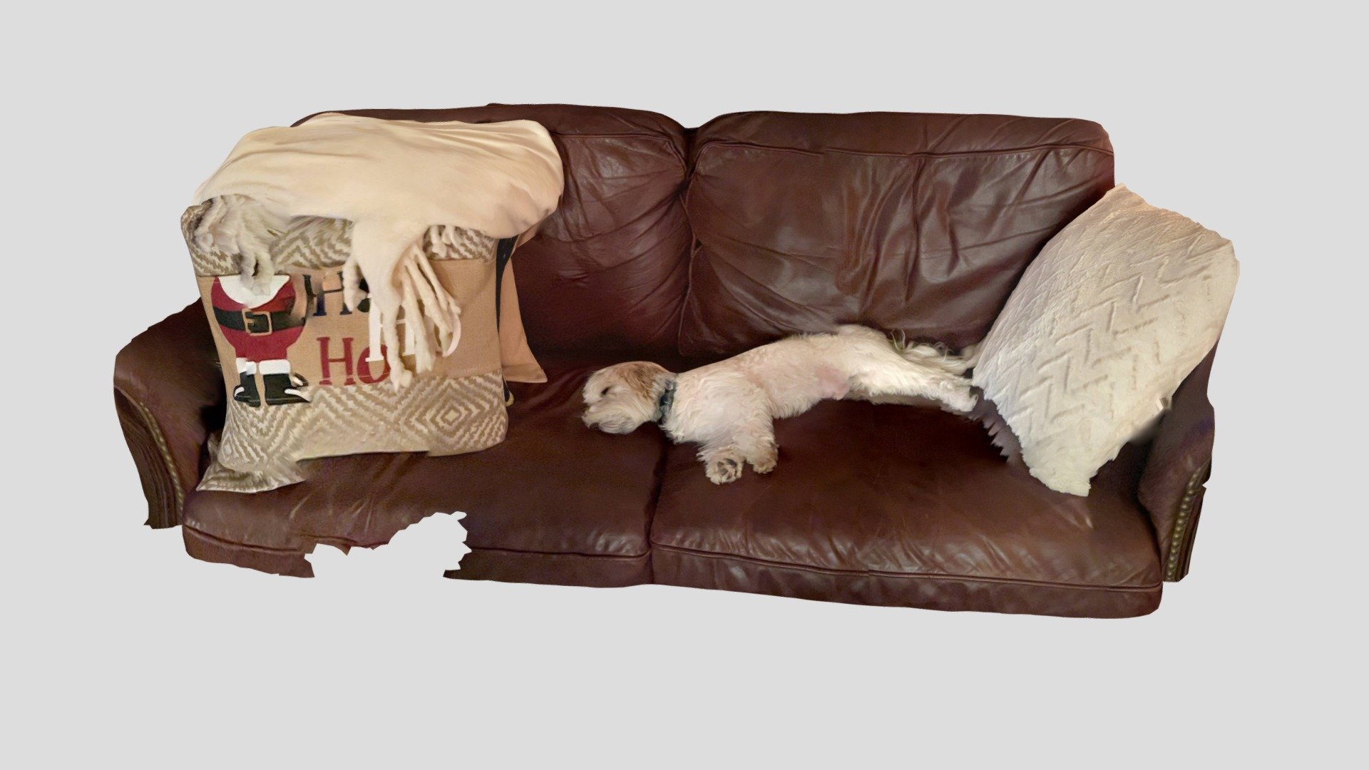 Merlin Napping on Couch