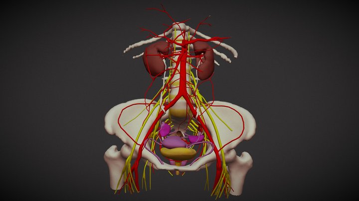 pelvis femme 3D Model