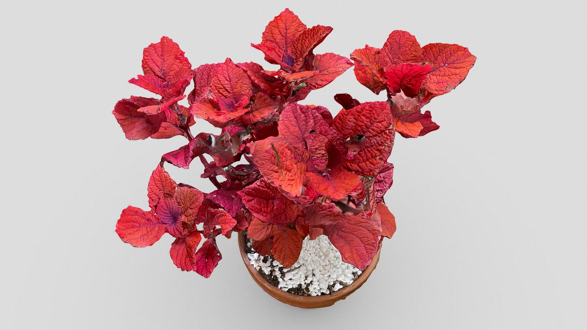 Day 246: Red plant - 1scanaday - Download Free 3D model by Emm ...