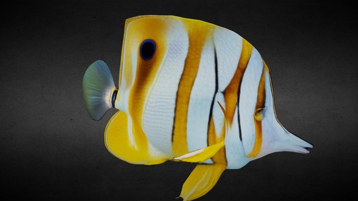 Beautiful fish (for the ScubaVerse) 3D Model