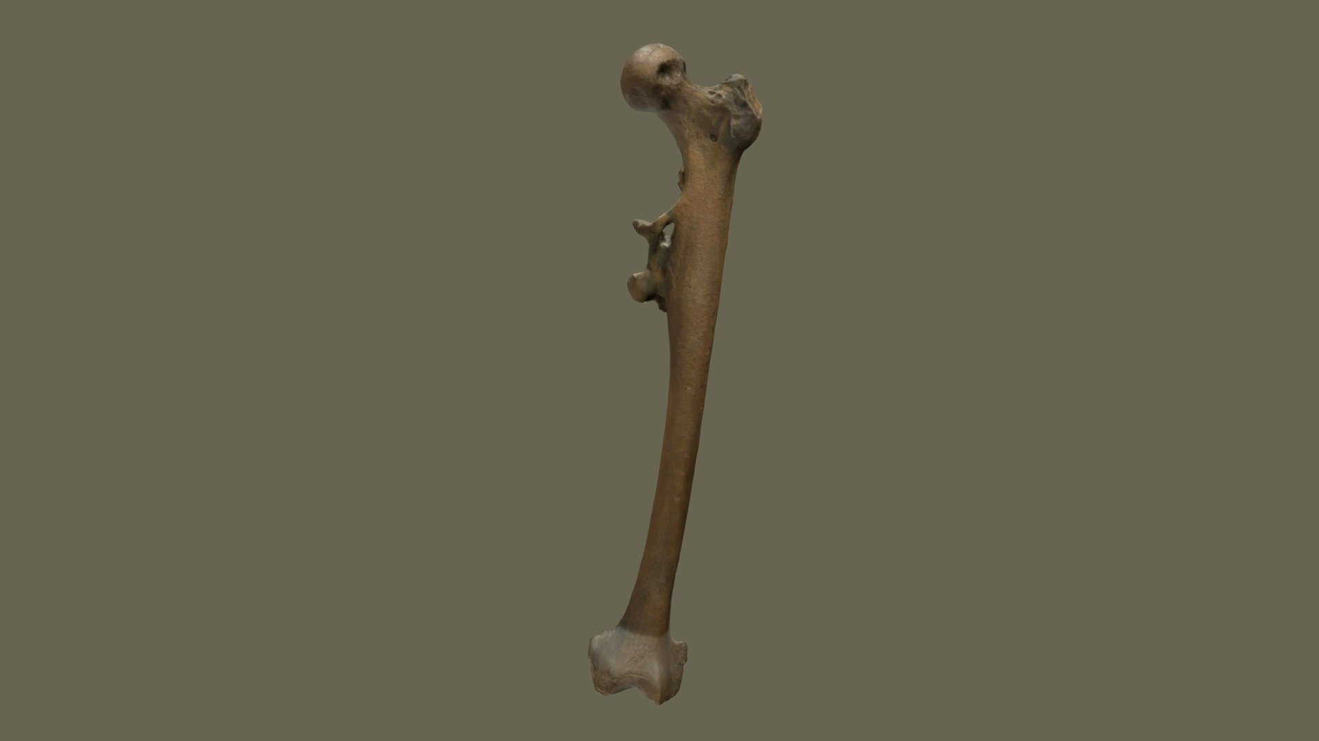 Trinil Femur (Pithecanthropus erectus) - 3D model by Sangiran Museum ...