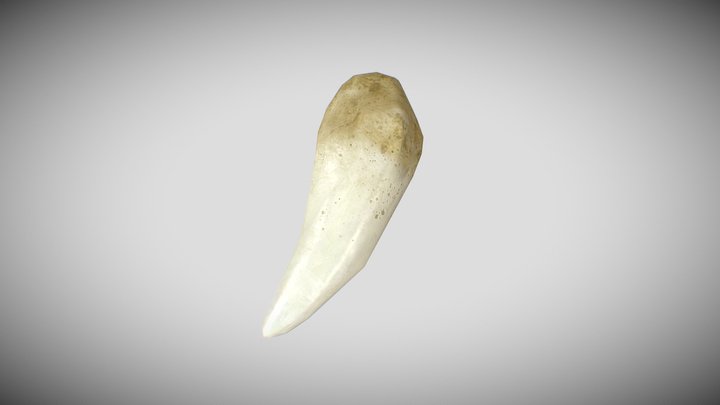 Fang 3D Model