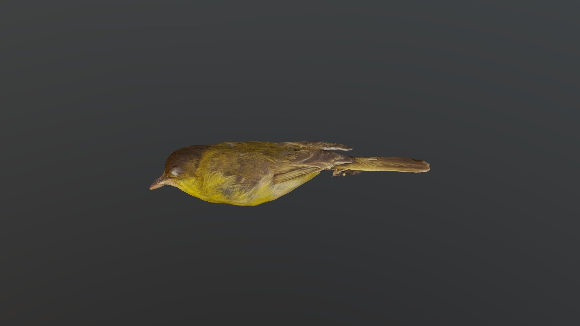 African Yellow-Warbler - Iduna natalensis