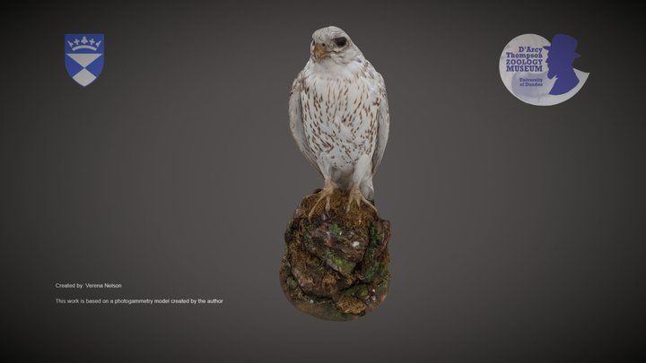 Gyrfalcon – Kostenloses 3D-Modell STL