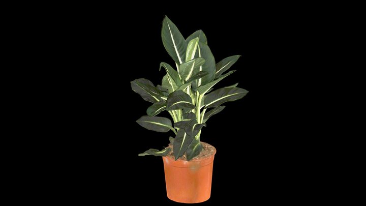 Dieffenbachia 'Green Magic' 3D Model