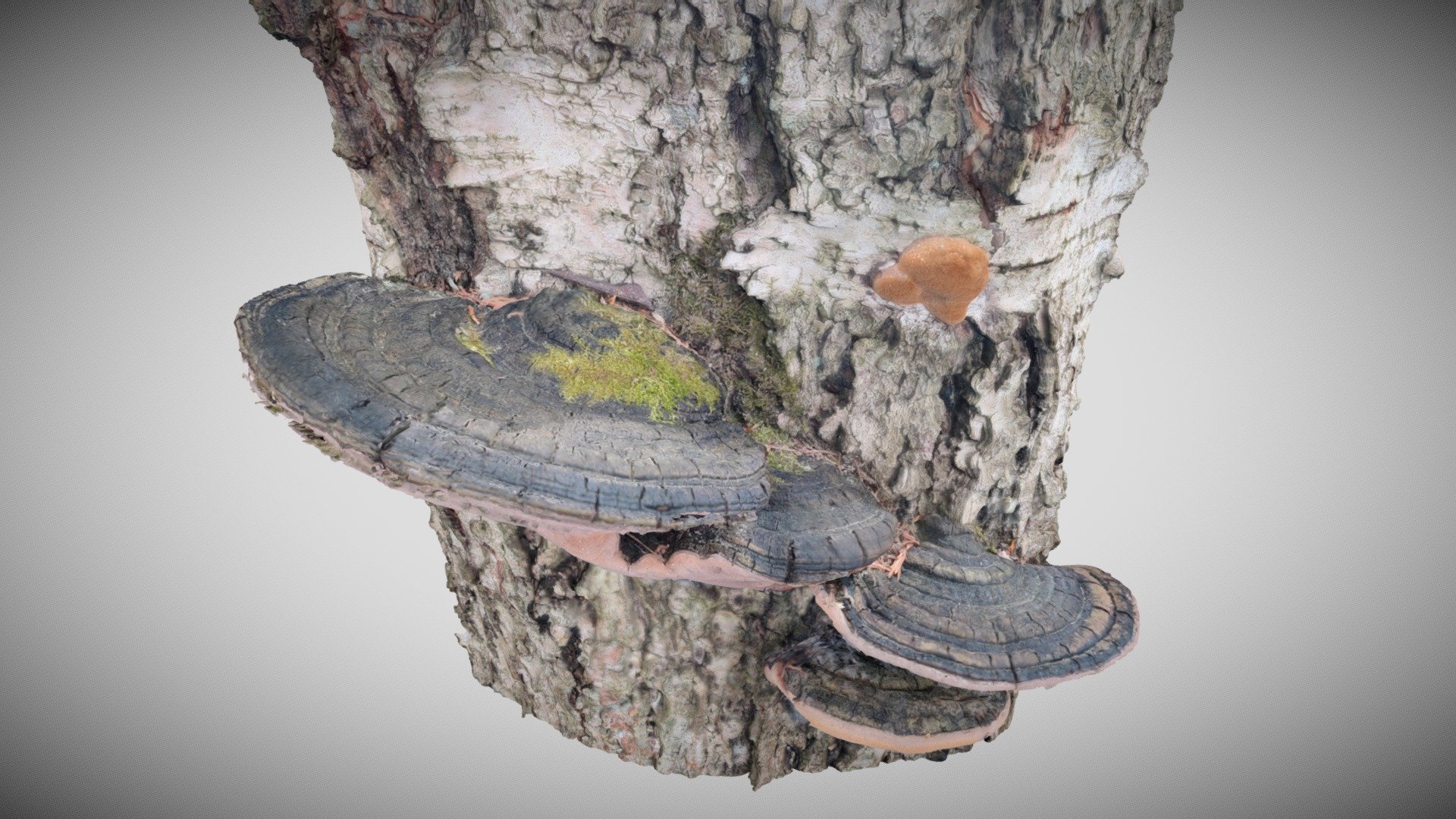 Sysikääpä (Phellinus nigricans)