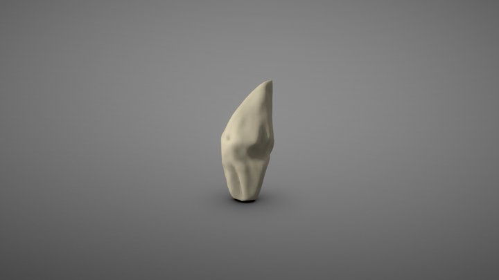 fossil 2- rajasaurus tooth 3D Model