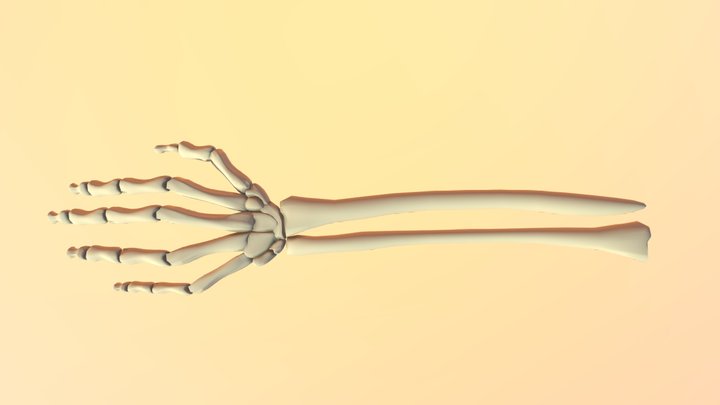 Prop skeleton hand 3D Model