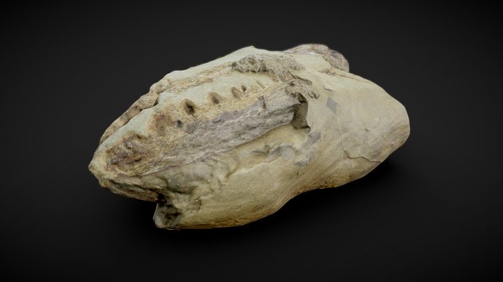 Calamopleurus 3D Model