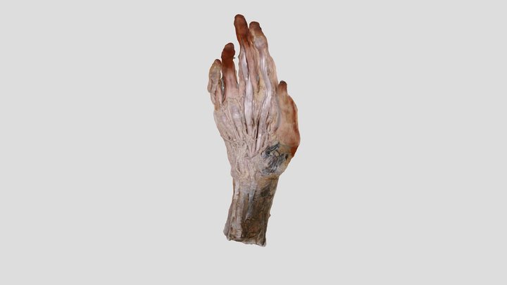 Hand 3D Model