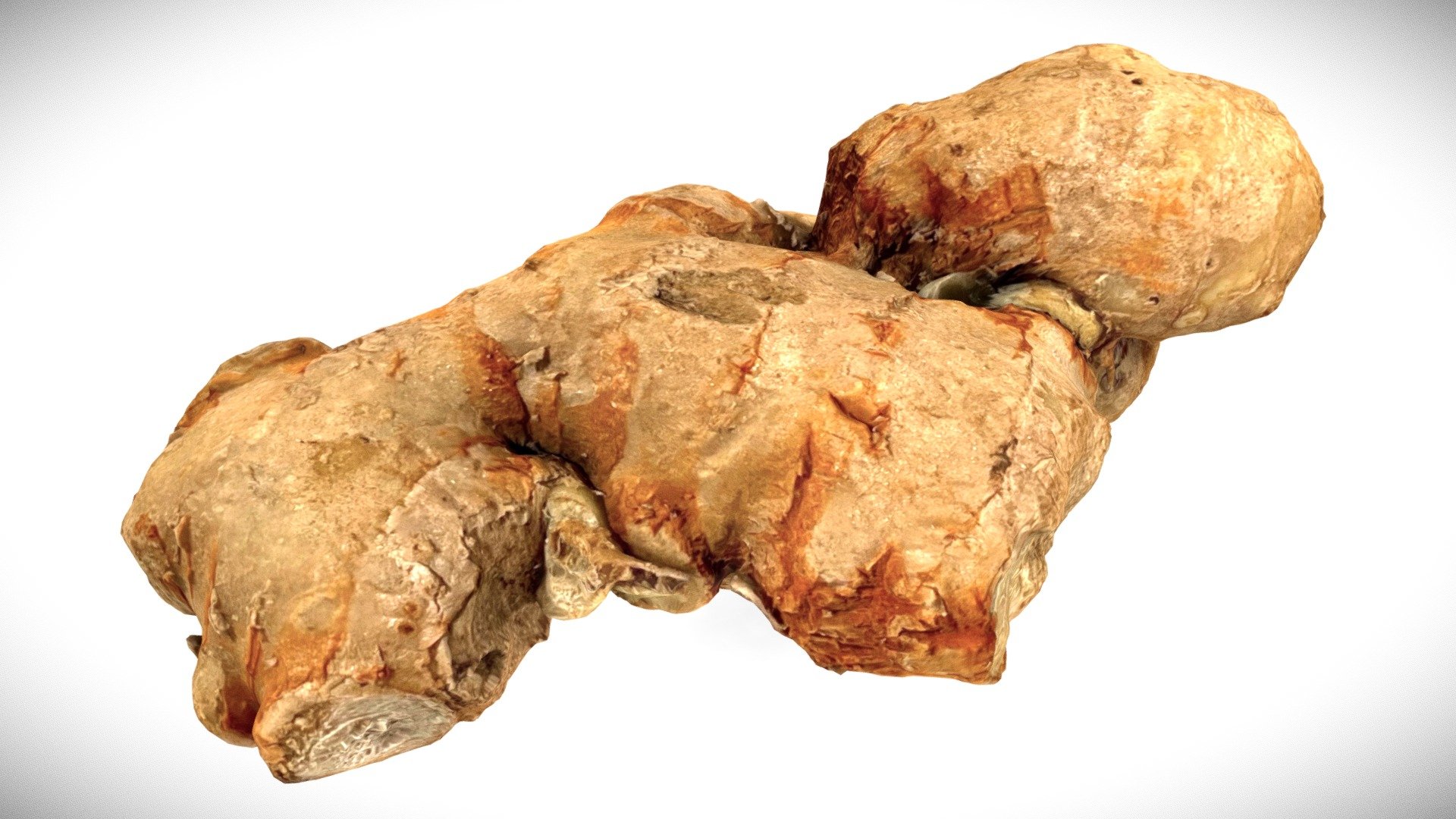 Ginger - Photogrammetry