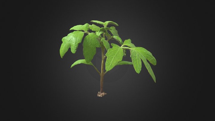 Baby Tomato Plant Scan (Low Poly) 3D Model