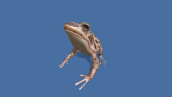 Jumping frog, laughing frog ( kumalaka ) 3D Model