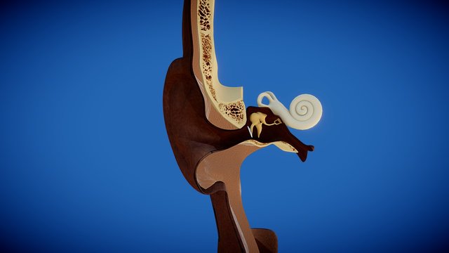 Oreille Interne 3D Model