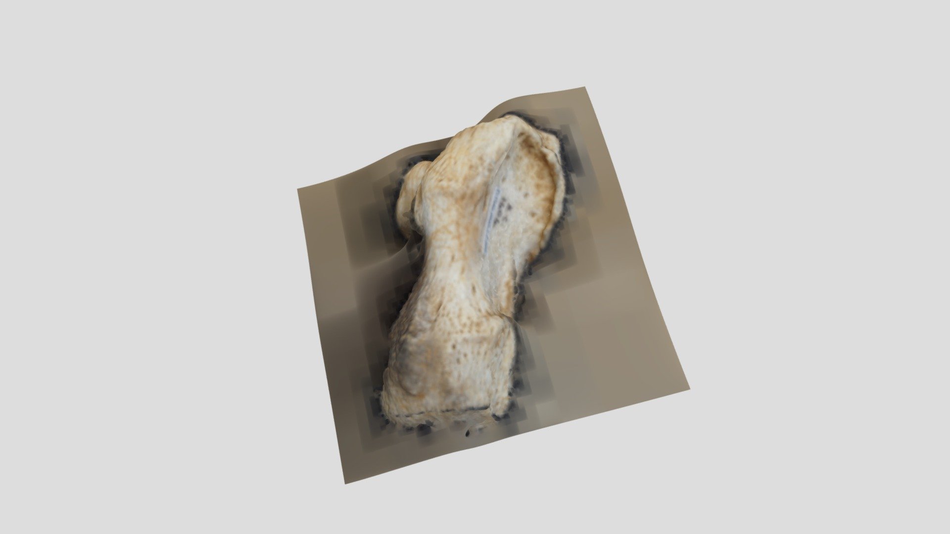Unknown Ursus Calcaneus, Kitley, Plymouth
