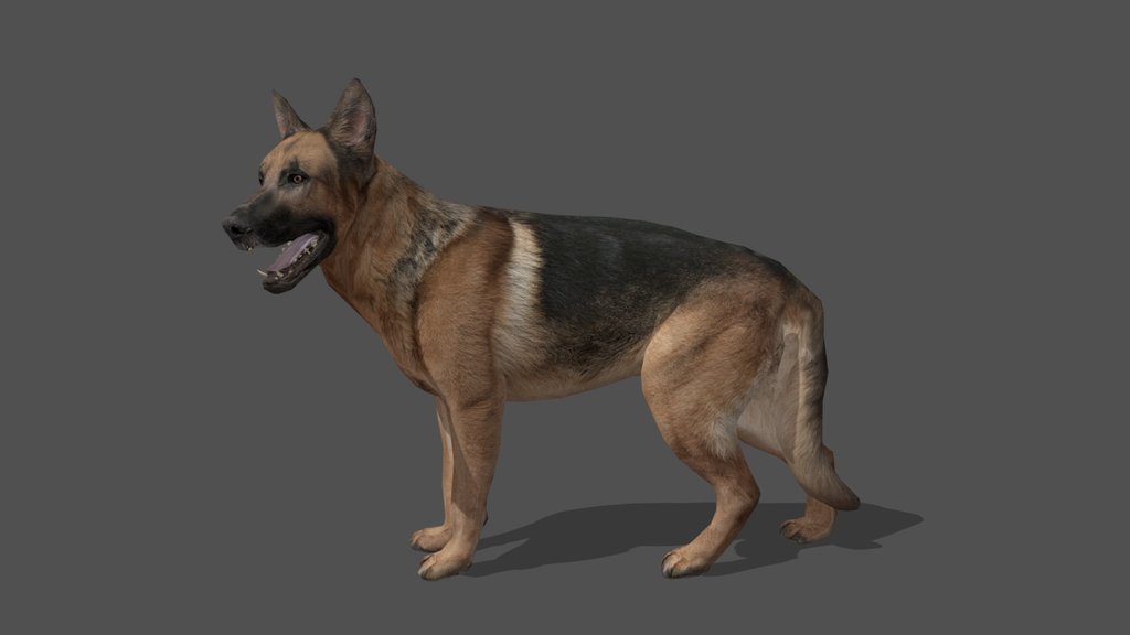 Animated German Sheperd – 3D Animal Model