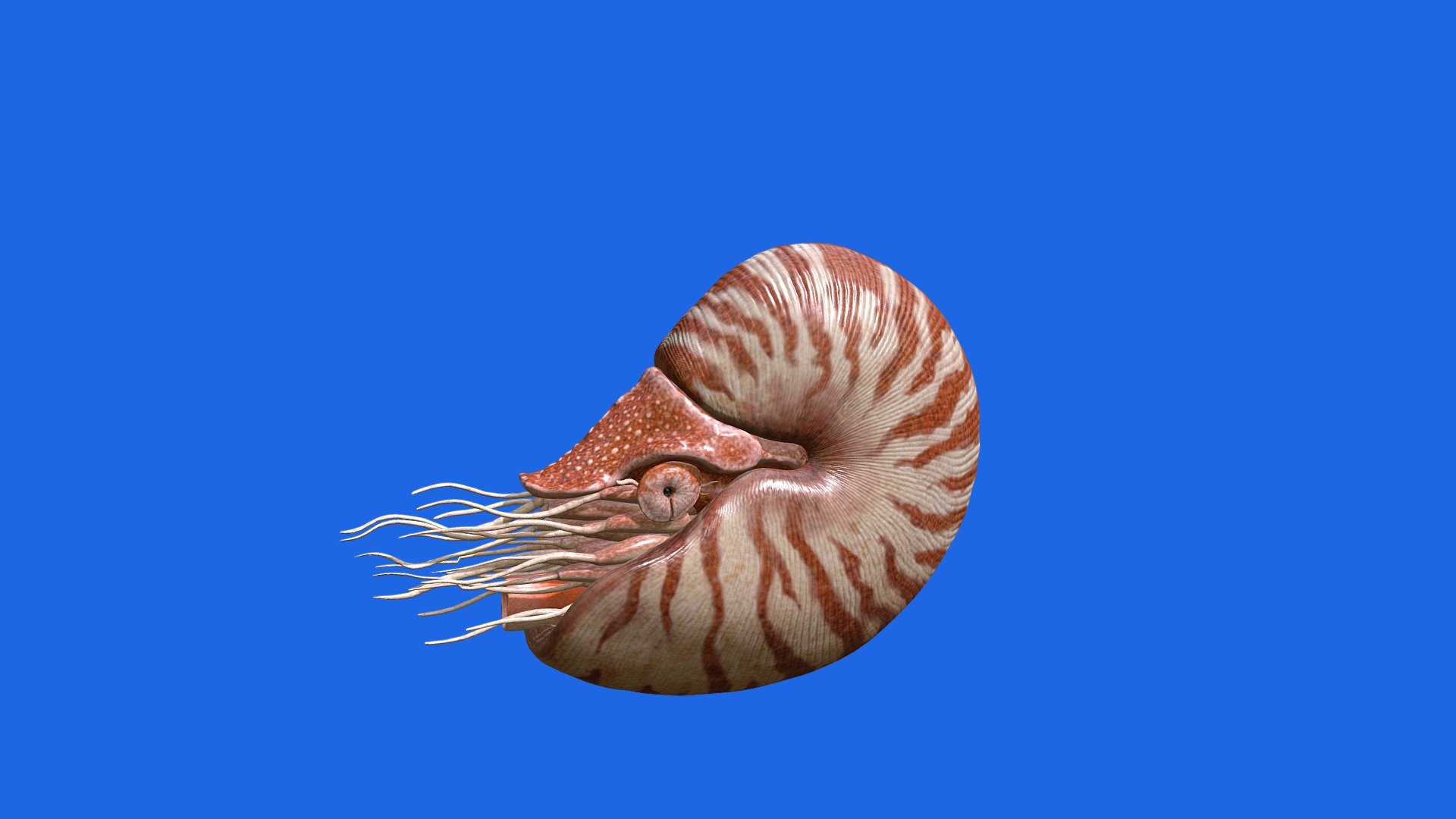 Nautilus Chamber — Sketchfab embed 3D viewer