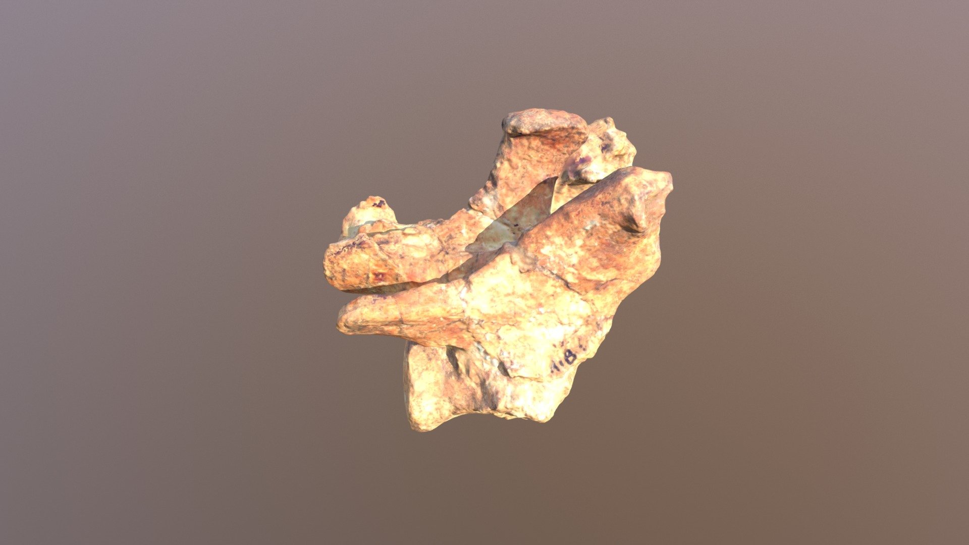 Smilodon 13th thoracic vertebra (VCU_3D_3102)