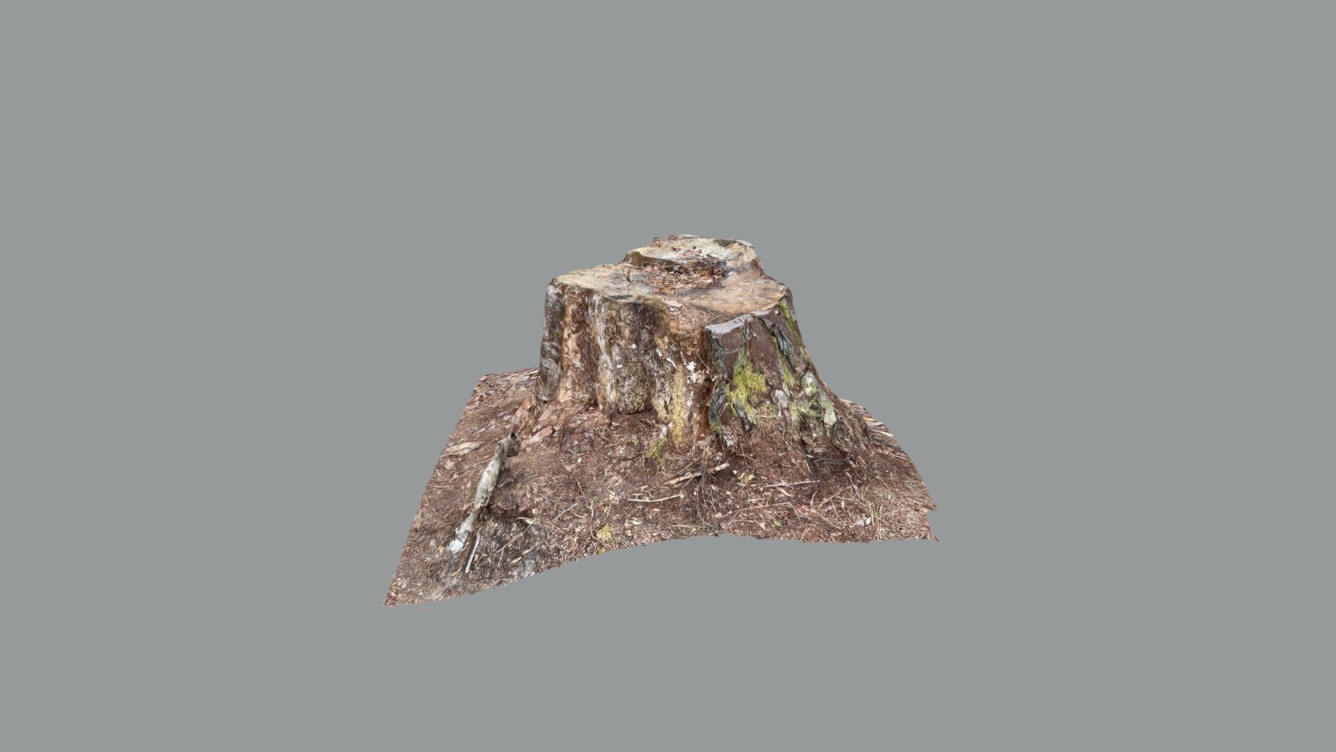 Tree Stump - Loral Ridge Trail