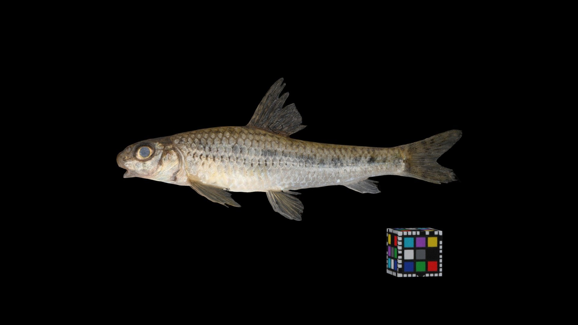ゼゼラ Biwa gudgeon, Biwia zezera