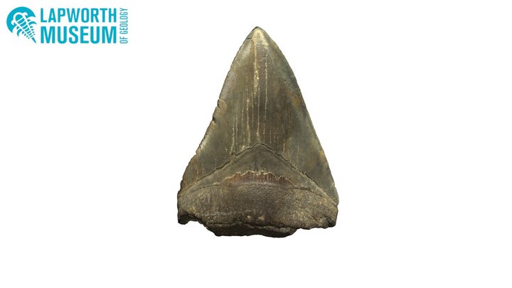 Carcharocles megalodon tooth BIRUG 10078 3D Model