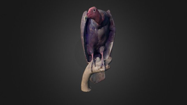 Turkey Vulture