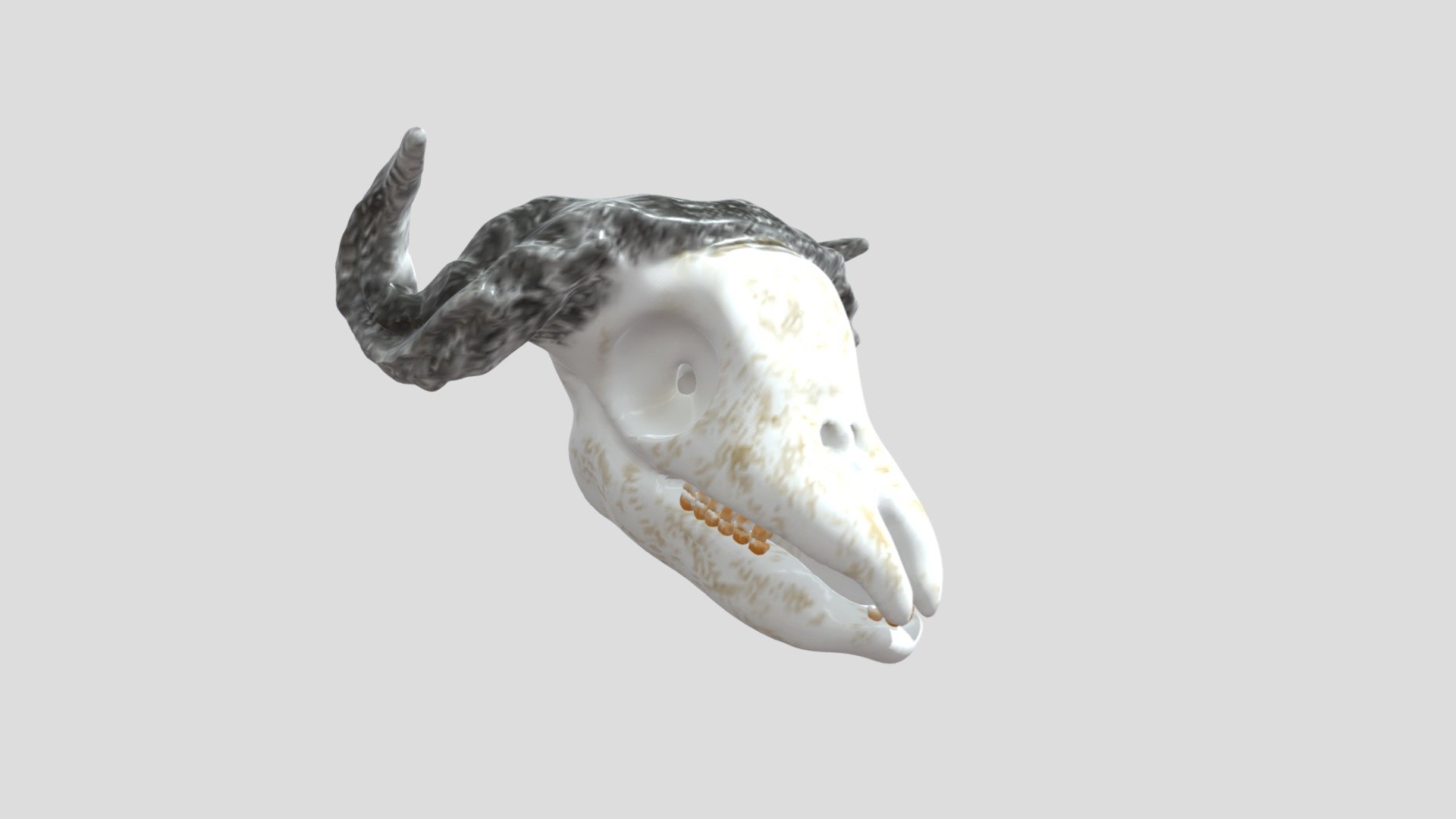 Animal skull Download Free 3D model by solomonixan [400ab1c] Sketchfab