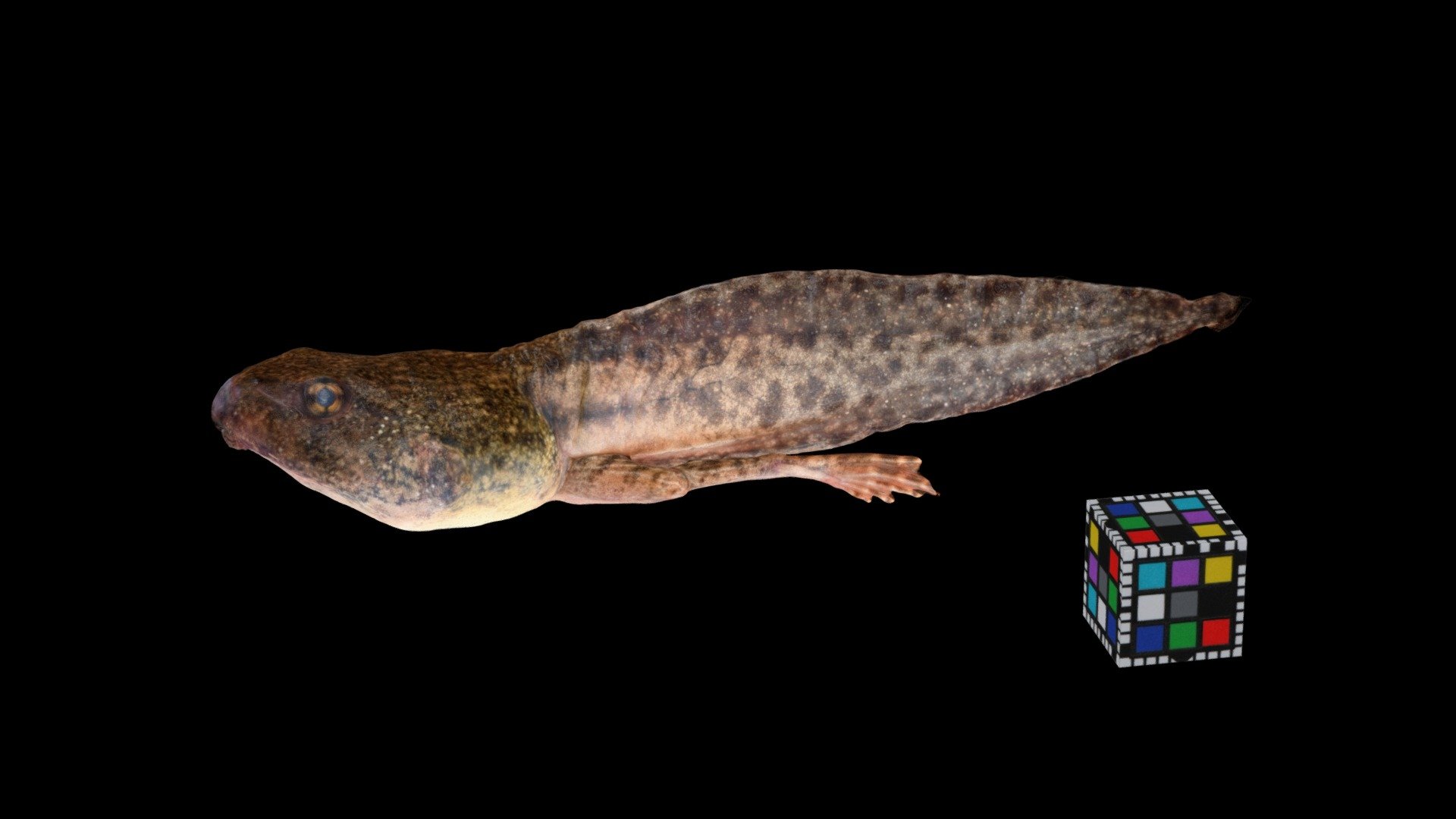 ツチガエル オタマジャクシ Tadpole, Glandirana rugosa