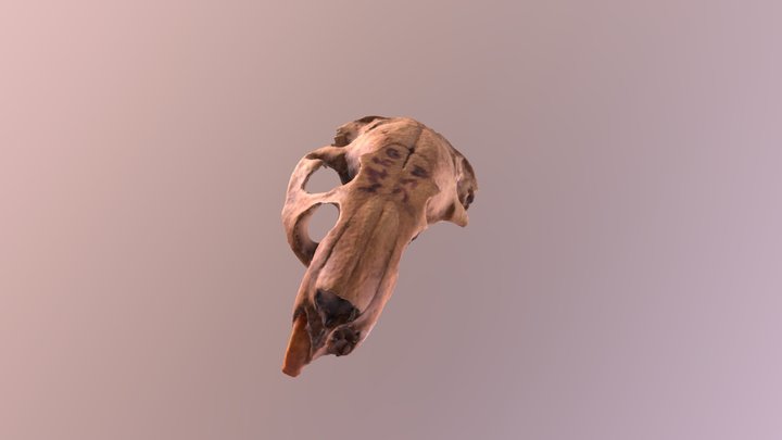 Cráneo de Ctenomys osvaldoreigi 3D Model