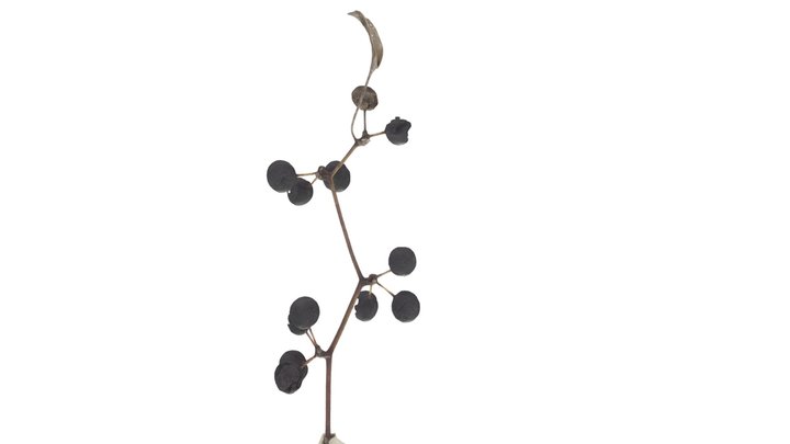 Earleaf Greenbrier (Smilax auriculata) 3D Model