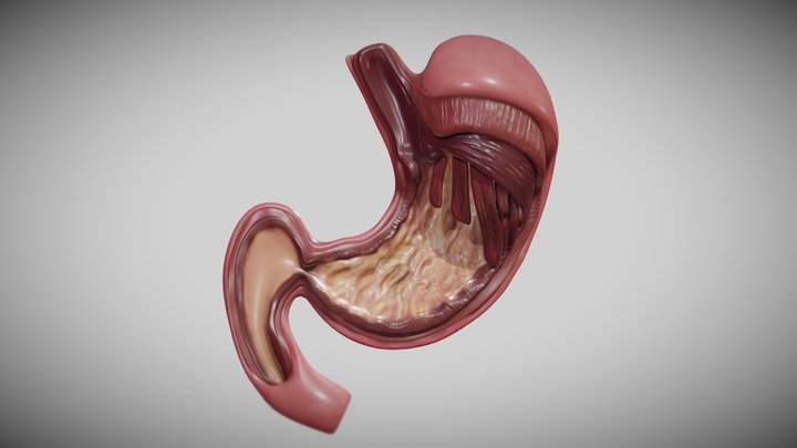 Stomach cross-section 3D Model