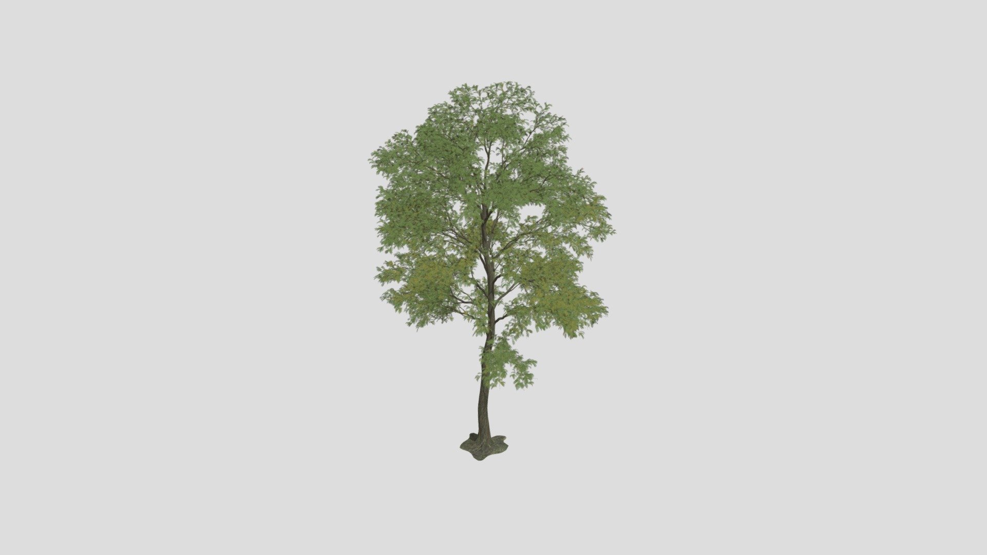 Robinia 7 AM250 Archmodel - Buy Royalty Free 3D model by Evermotion ...