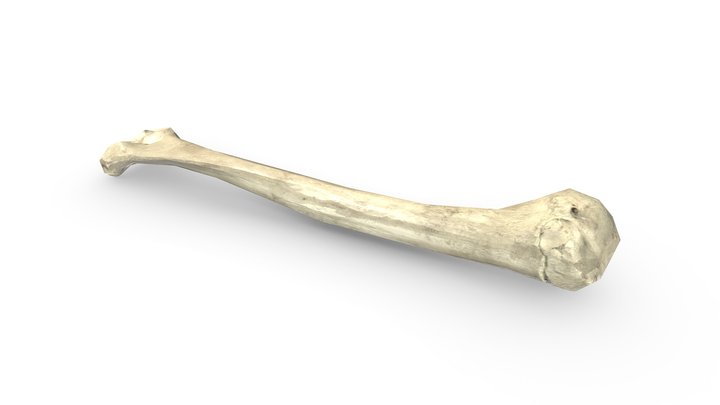 Bone (Game Ready / PBR) – Gratis 3D-model STL