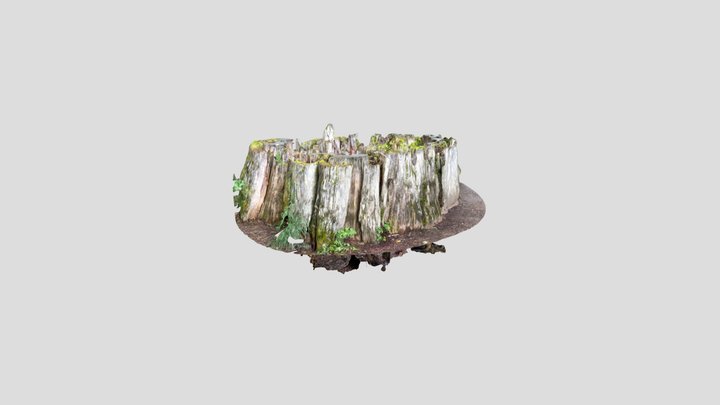 Hollow Recessed Stump PNW Tree 3D Model