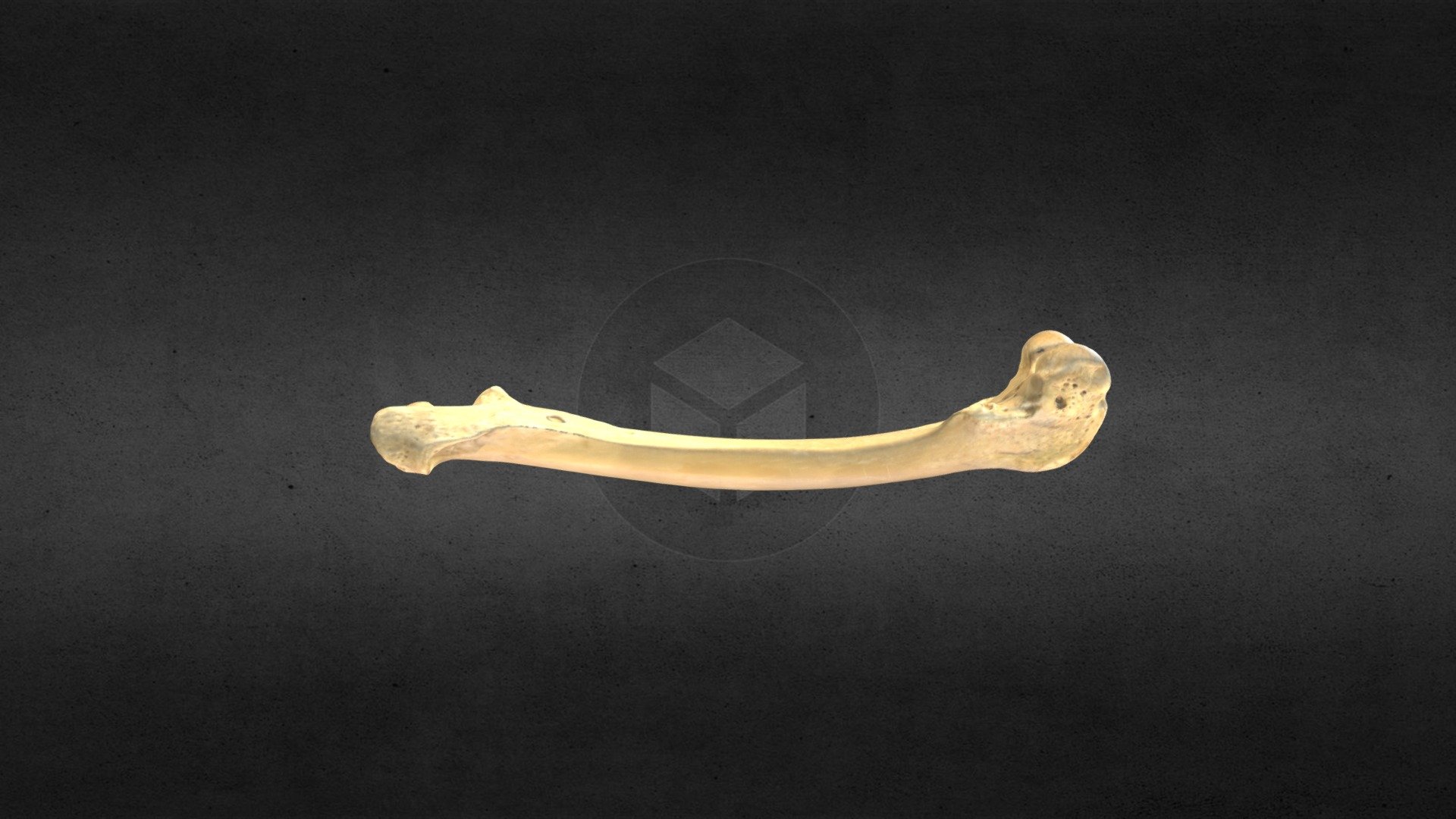 MSCC089 Canis latrans Left Femur