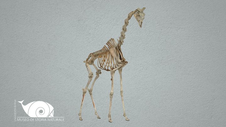 Giraffe 3D Model