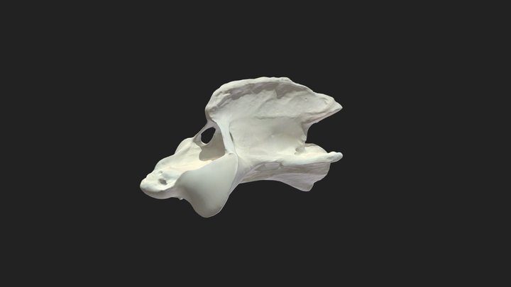 2nd cervical vertebra (axis) donkey 3D Model