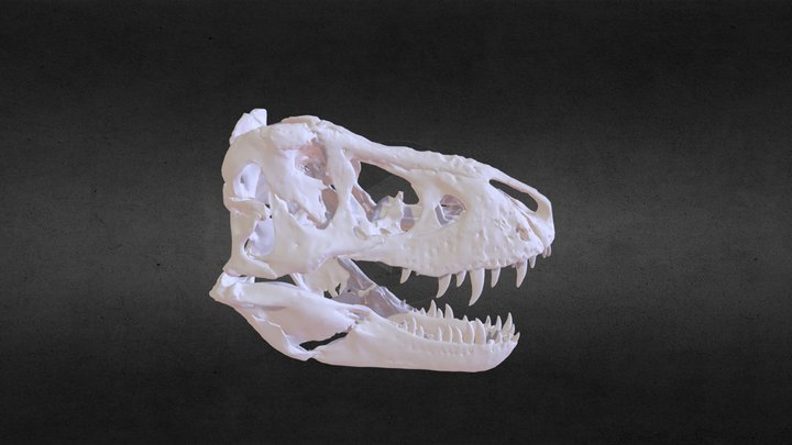 Schedel van T. rex 'Trix' / Skull of T. rex Trix 3D Model