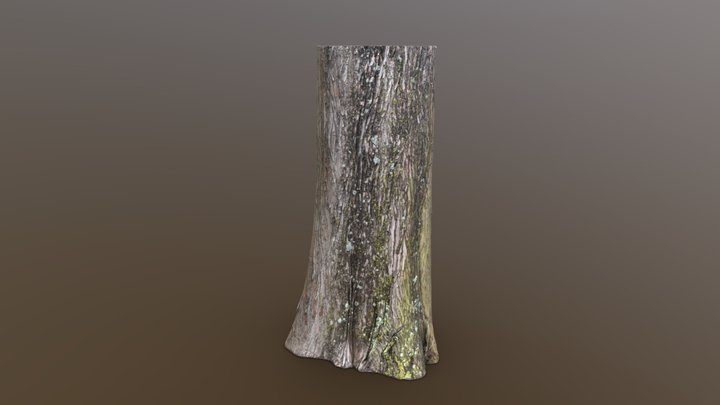 Bald Cypress Large 2-15 (Retopologized) – Free 3D Model STL