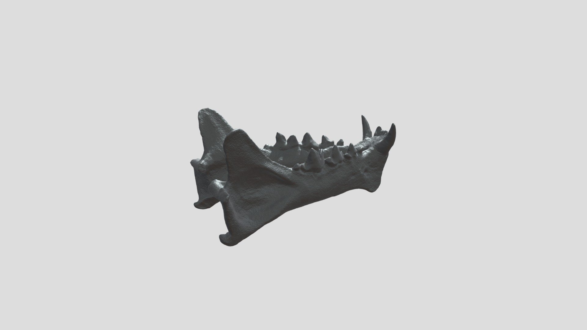 Dinictis Mandible