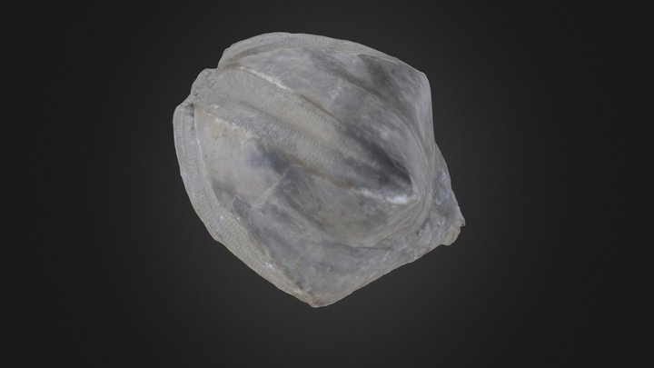 Blastoid: Pentremites robustus (PRI 44909)