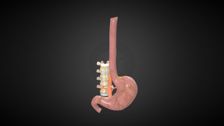 Innervation Of Duodenum 3D Model
